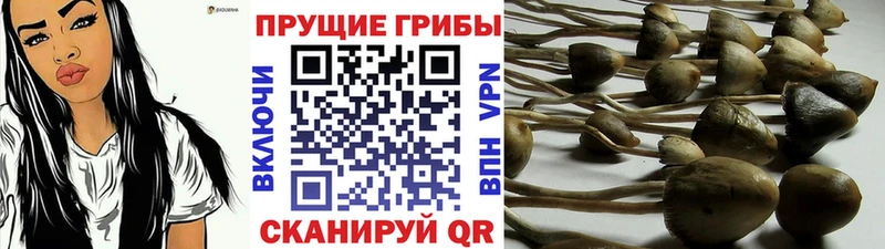 Псилоцибиновые грибы ЛСД Архангельск
